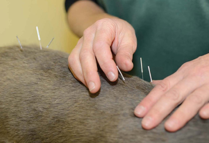 Will my dog benefit from acupuncture? Your Dog