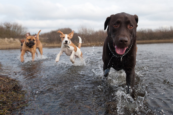 Dog walks in the Lake District