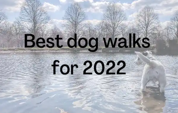 Amazing dog sales walks near me