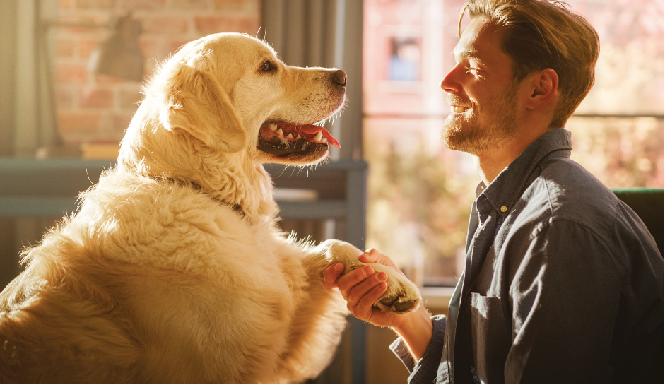 10 ways to boost your dog's confidence Your Dog