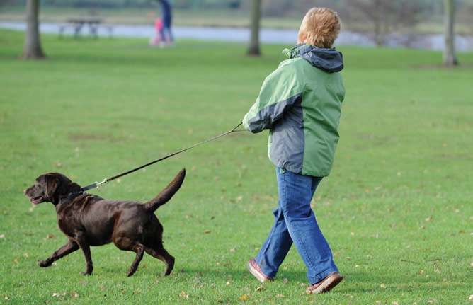 Stop your dog pulling on the lead Your Dog