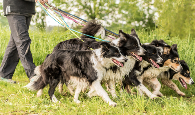 How many dogs can you walk together? Your Dog
