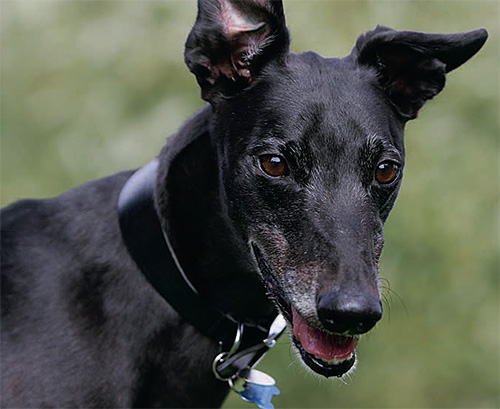 Greyhound breed profile