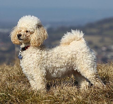 Miniature Poodle Breed Profile Your Dog Miniature Poodle Breed Profile Your Dog