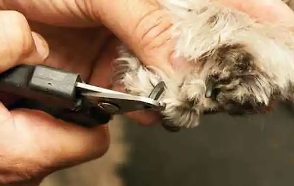 My dog won’t let me cut her nails! - Your Dog