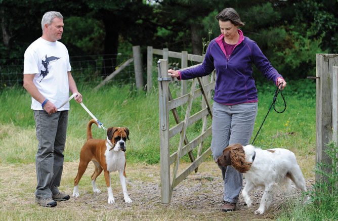 Why is my dog nervous on walks? Your Dog