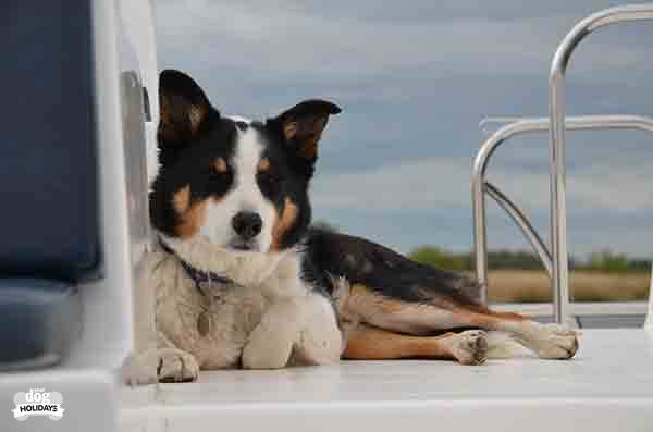 Dog-friendly holiday properties of the week