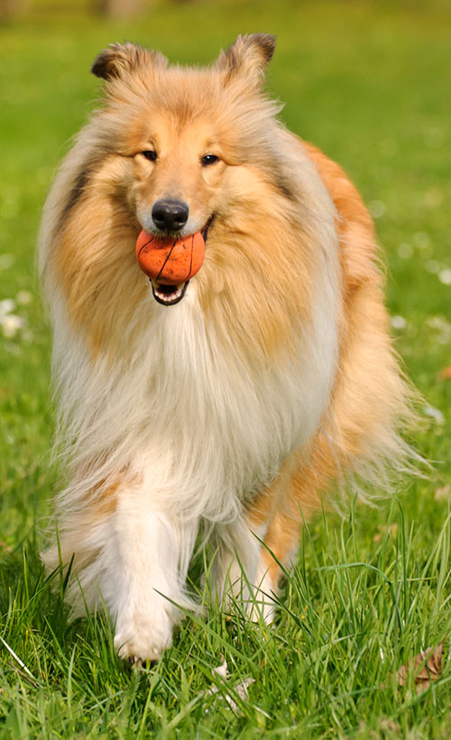 Rough Collie breed profile