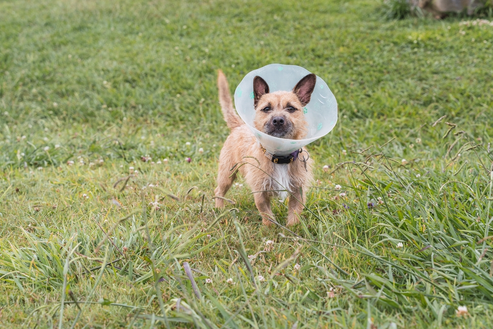 How soon can I walk my dog after neutering? Your Dog