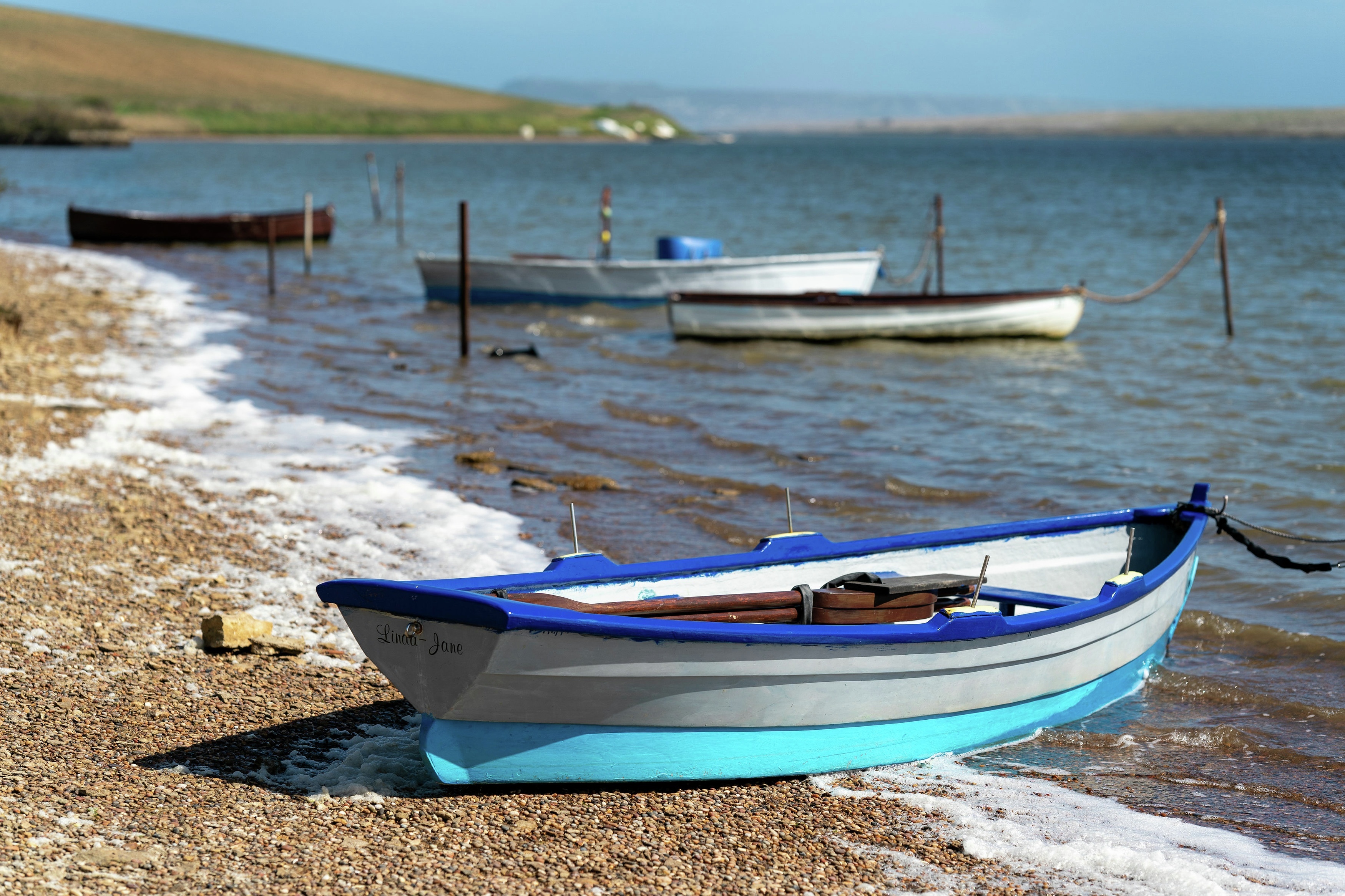 Moonfleet Manor Your Dog