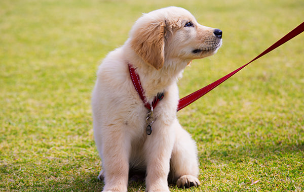 How Far Should I Walk My Puppy Your Dog